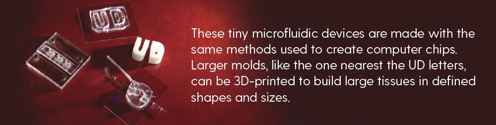 These tiny microfluidic devices are made with the same methods used to create computer chips. Larger molds, like the one nearest the UD letters, can be 3D-printed to build large tissues in defined shapes and sizes