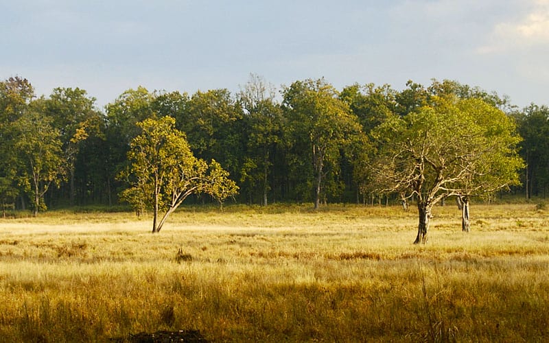 Assessing forests from afar