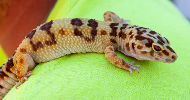 Gecko Stickiness