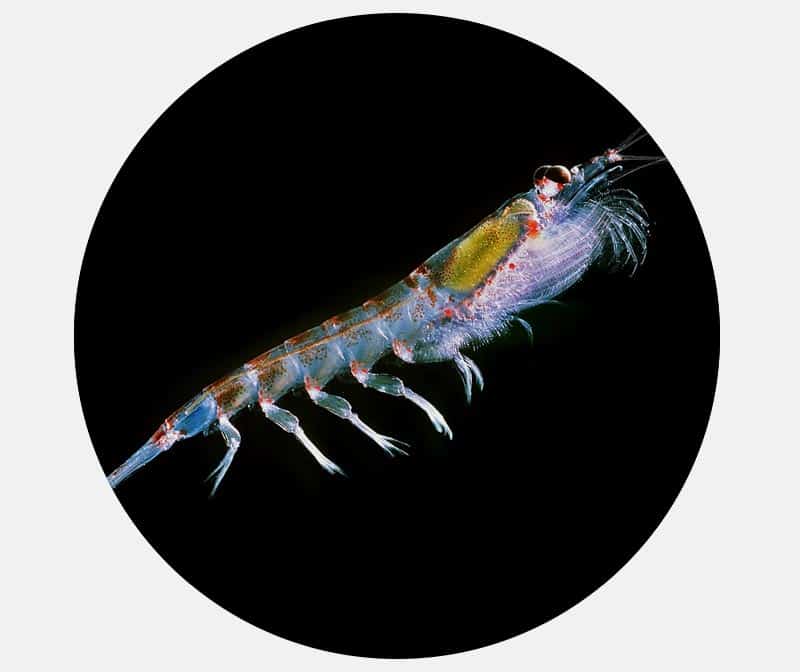 Krill Courtesy of Wikipedia Uwe Kils