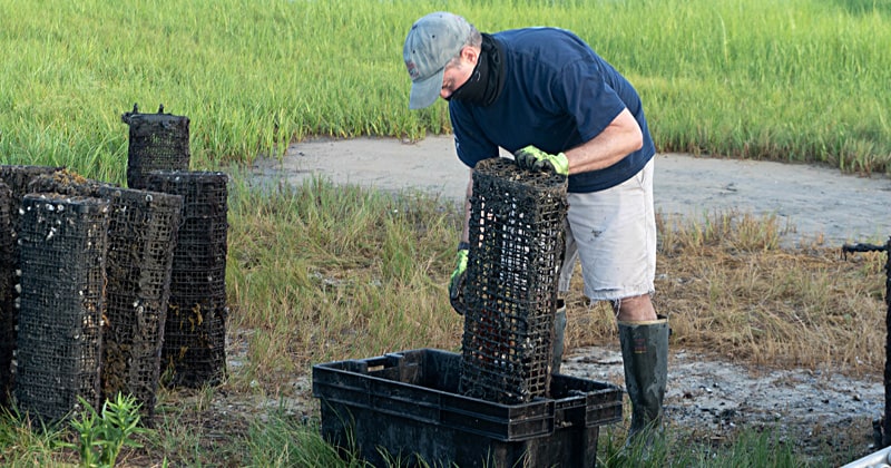 Chris Petrone, director of DESG Marine Advisory Service, was on hand recently to help with aquaculture effort.