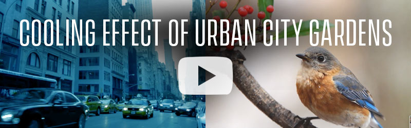 Video: Cooling Effects of-Urban City Gardens 2022